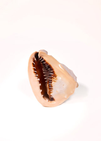 Seashell isolated on white background.の写真素材