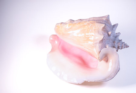 Conch shell isolated on white background,の写真素材