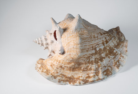 Seashell isolated on white background. Closeup of sea shell.の写真素材