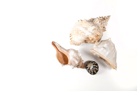 Seashells isolated on white background.の写真素材