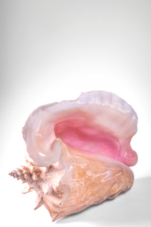 Conch shell isolated on white background.の写真素材