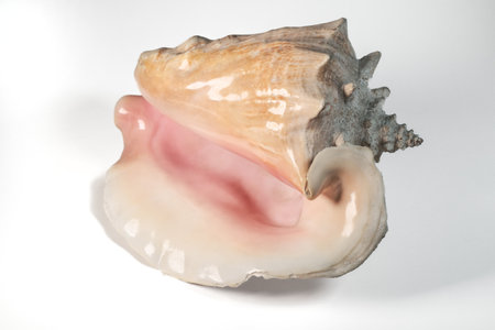 conch shell isolated on white background, closeup of a shellの写真素材