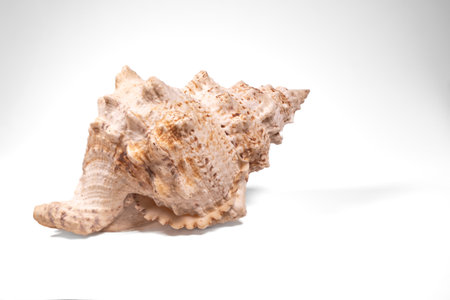 Seashell isolated on white background.の写真素材