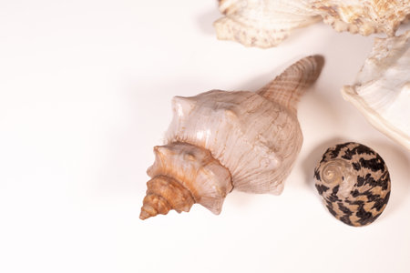 Seashells on a white background. Close-up.の写真素材