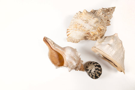 Seashells isolated on a white background. Close-up.の写真素材