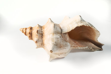 Seashell isolated on white background.の写真素材