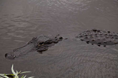A alligator is swimming in some water,
