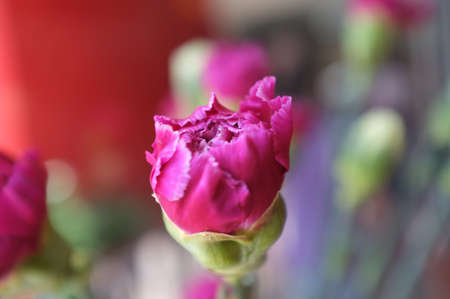 A growing flower. の素材