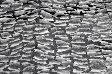 Salted fish on netの素材