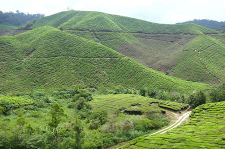 Cameron Highland s tea mountainの写真素材