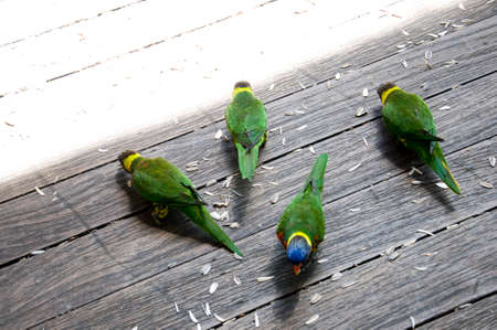 feeding birds on a wooden floor
