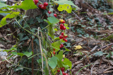 Cranberry fruit on the bushes close up.の写真素材