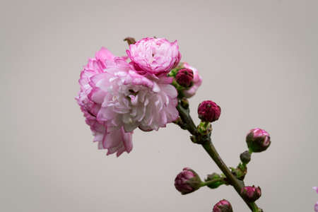 Fresh leaves and two roses. Natural little pink roses.の写真素材