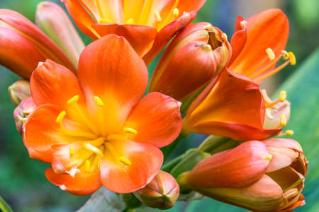 Spring, the oranges yellows flowers on succulentの写真素材