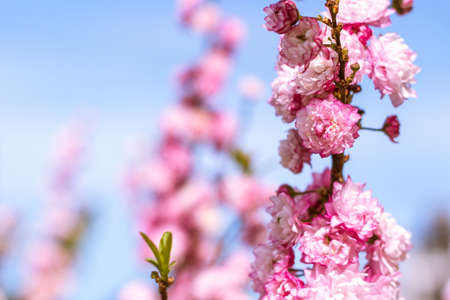 Peach tree branches full of pink flowersの写真素材