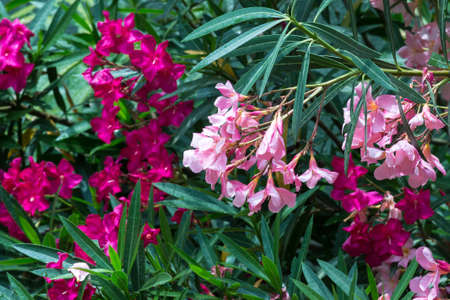 Pink flowers. Background in blurry red flowersの写真素材