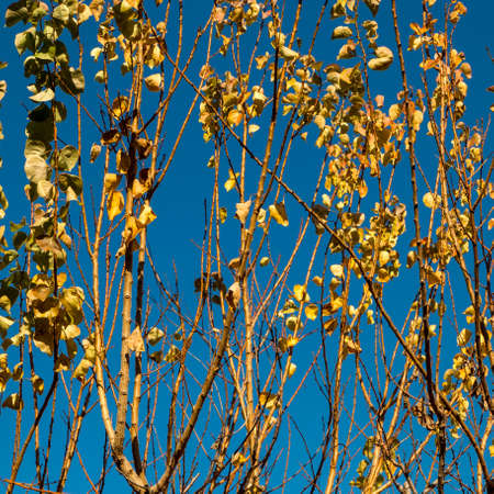 branches of trees full of dry leaves on a clear winter sky