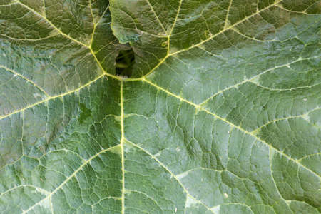 Summer: the detail of a pumpkin leafの写真素材