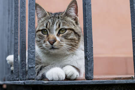 a cat waiting for prey or game?の写真素材