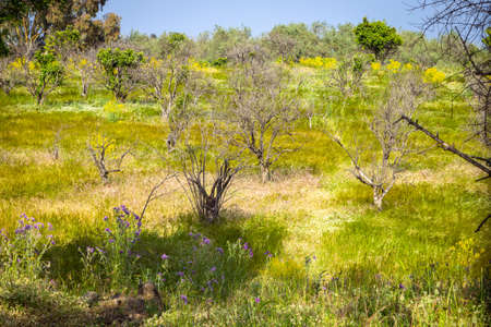 view of Sicilian uncultivated countryside with bright yellow and green tonesの写真素材