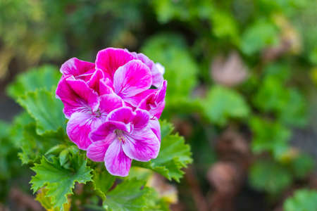 the mottled geranium flower in its full bloomの写真素材