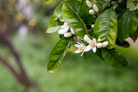 The orange blossom is the fragrant flower of the Citrus sinensis (orange tree).の写真素材