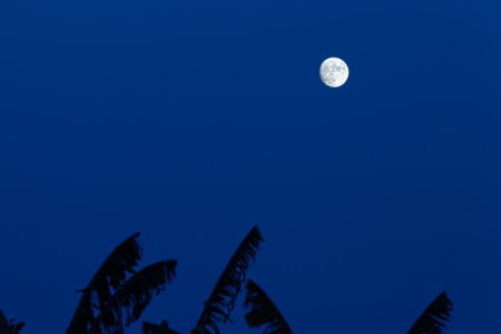 The full moon and backlit trees