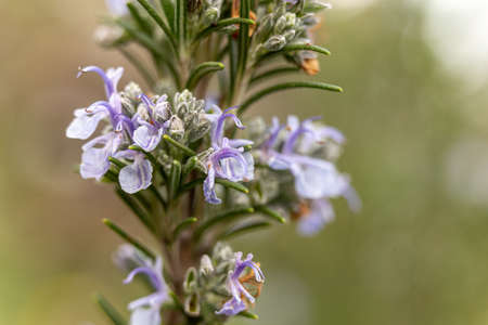 detail of a purple flower of the rosemary plantの写真素材