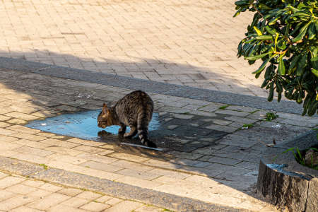 Photograph of a stray cat drinking from a puddleの写真素材
