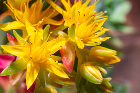 wonderful yellow flower of the Sedum oreganum succulent plantの写真素材