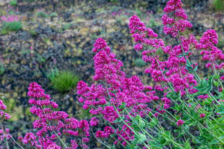 Splendid broom of the magenta pink color of the Etna volcanoの写真素材