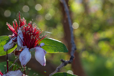 Flower of Feijoa sellowiana, it is a species of flowering plant in the myrtle family, Myrtaceaeの写真素材