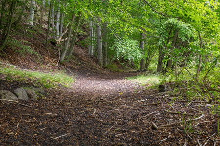 Typical path of a high mountain forestの写真素材