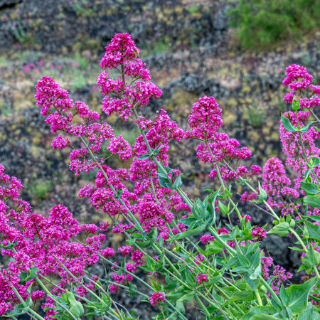 Splendid broom of the magenta pink color of the Etna volcanoの写真素材