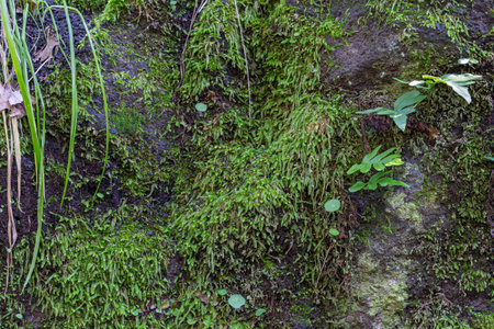 detail of the green moss on a tree trunk