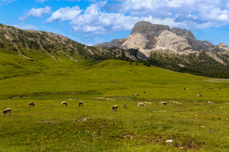 Dairy cattle photographed in the mountain pastures of the Italian Alpsの写真素材