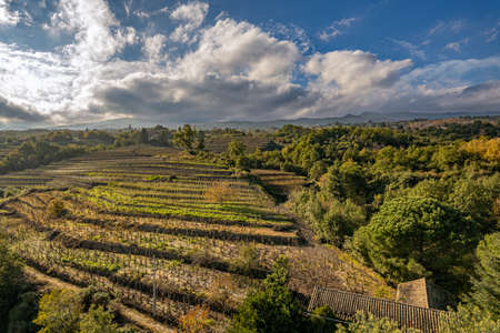 aerial shot with drone of the vineyards on the slopes of the Etna volcano. Italyの写真素材