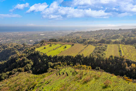 aerial shot with drone of the vineyards on the slopes of the Etna volcano. Italyの写真素材