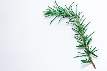 Sprig of rosemary on a white backgroundの写真素材