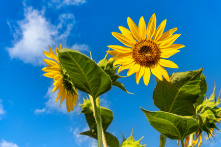 the splendid sunflower flower in the height of its bloom