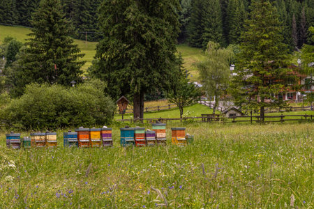 Wooden beehives standing in meadow landscapeの写真素材