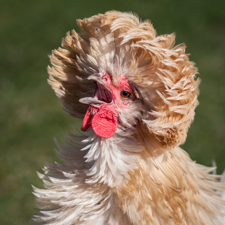 The Polish or Poland is a European breed of chicken known for its crest of feathers. The close up in square format is shown here calling out with the beak open.の写真素材