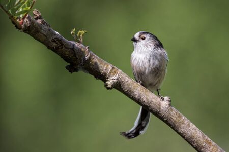 Longtailed tit perched on a diagonal branch looking left with a plain green out of focus backgroundの写真素材