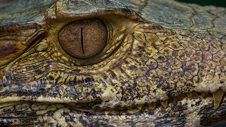 Very close macro photograph of a caiman showing detailed eye and teethの写真素材