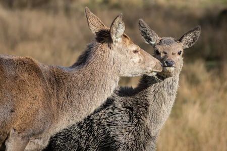 Red deer doe and fawn. Cose up head image of mother kissing fawn.の写真素材