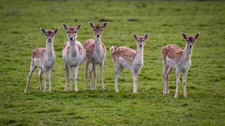 A group of five 5 young inquisitive fallow deer doe staring forward towards the cameraの写真素材