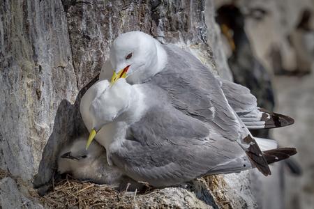 A pair of Kittiwakes nesting and perched on a cliff ledge protecting their chickの写真素材