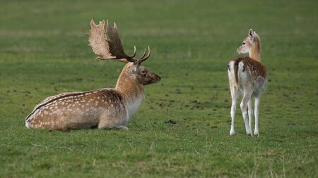 A natural photograph of a fallow deer lying on the grass watching a young fawn while it is looking back at himの写真素材