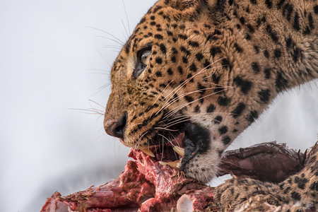 A very close photograph of a jaguar feeding on its preyの写真素材