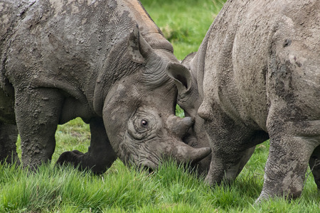 A close up photograph showing the heads of two rhinoceros fightingの写真素材